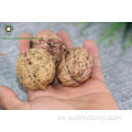 Walnuts in Shell 185#, 3,2 cm+från Yunnan